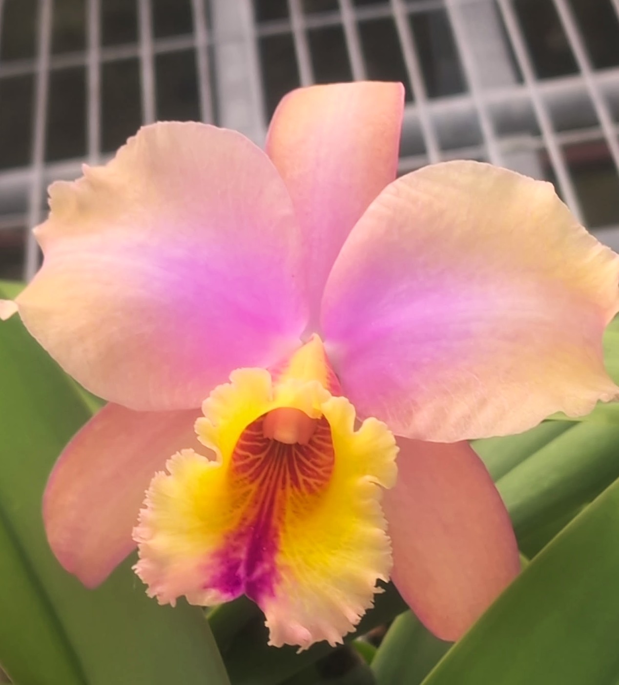 RLC Kings's Rainbow