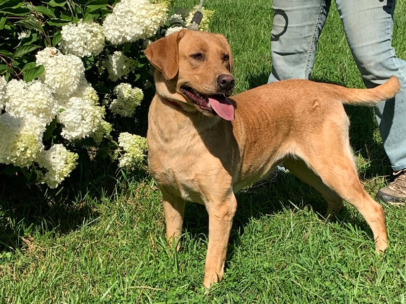 Mindy: Labrador Retriever