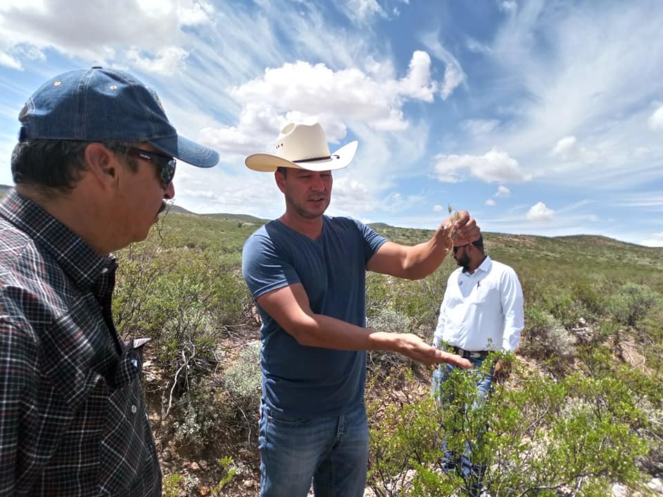 Vaca de color marrón y blanco en un campo lleno de flores amarillas y blancas, con un árbol al fondo.