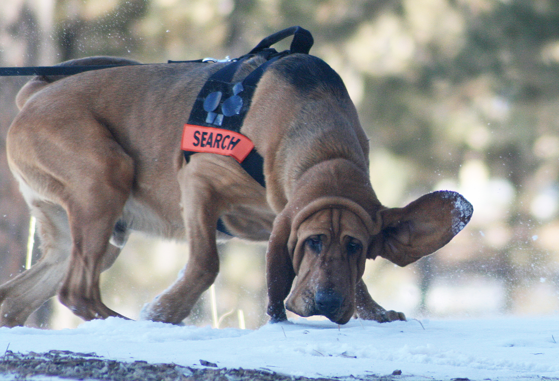 Nick sales carter bloodhound