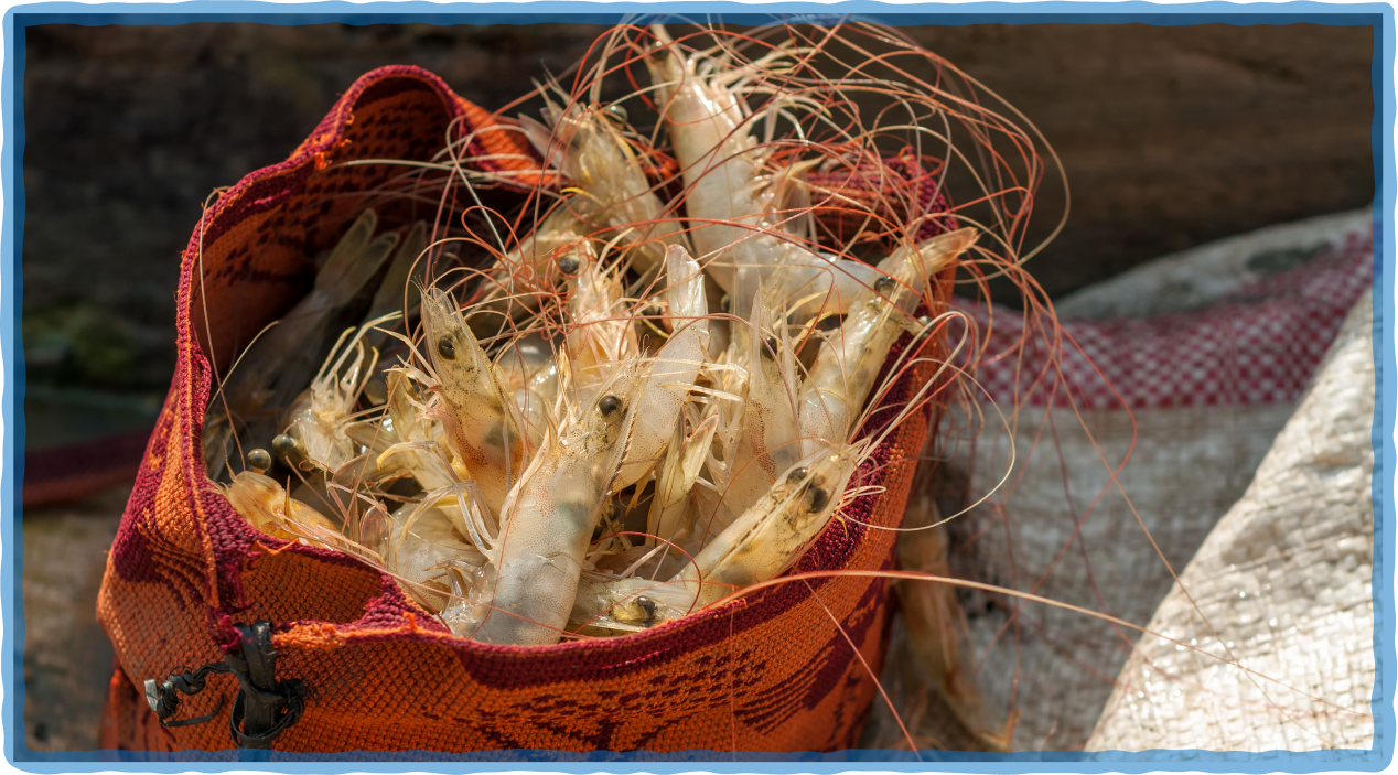 A bag full of shrimp