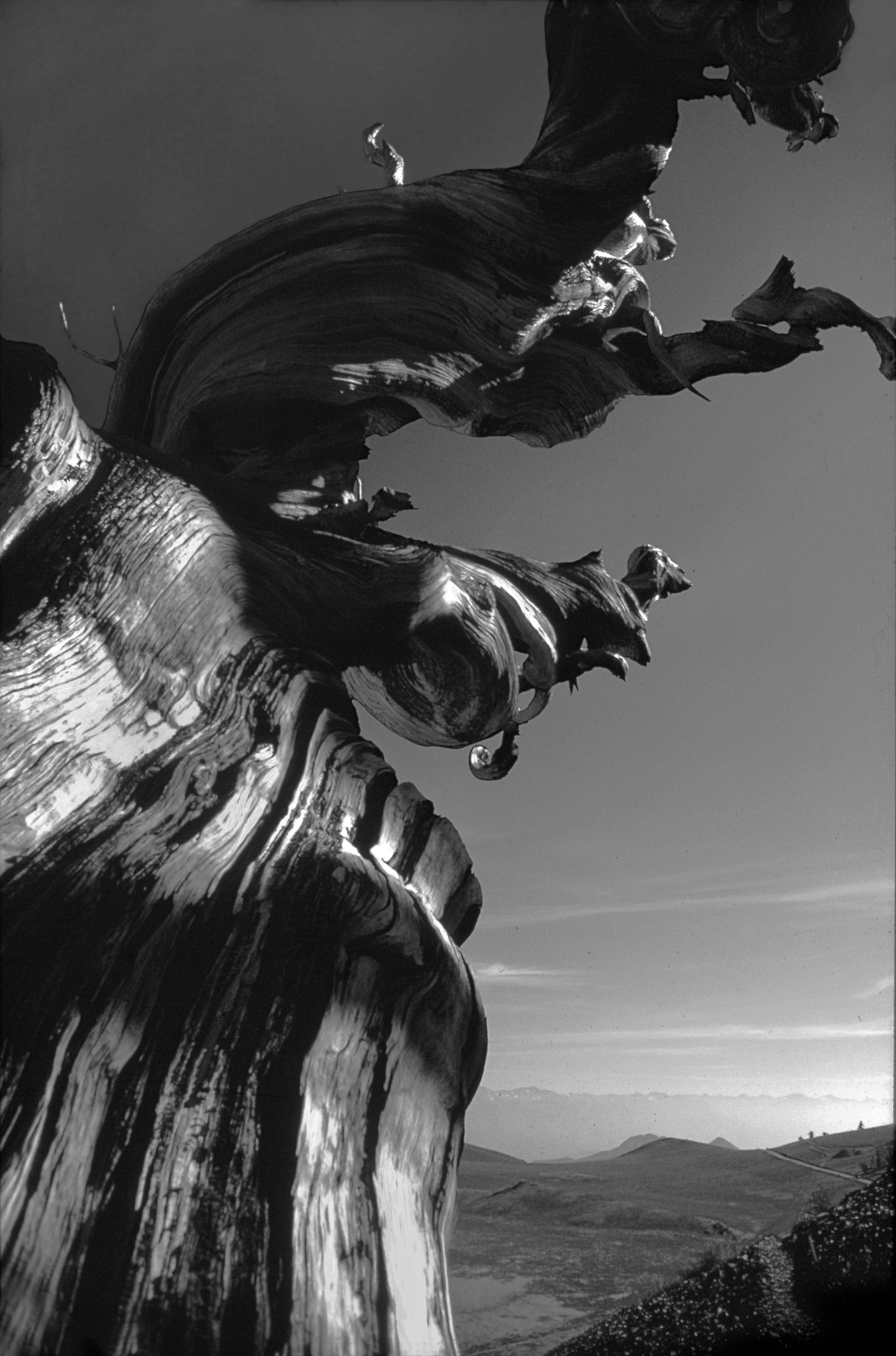 Bristlecone Sentinel