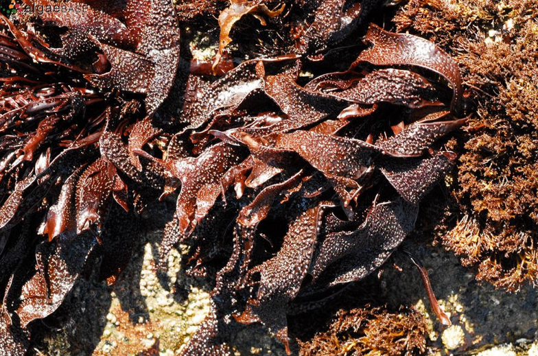 Grapestone (Mastocarpus papillatus, formerly Gigartina papillatus )