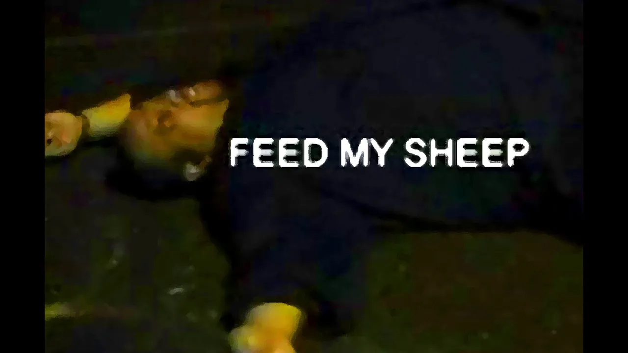 Feed My Sheep