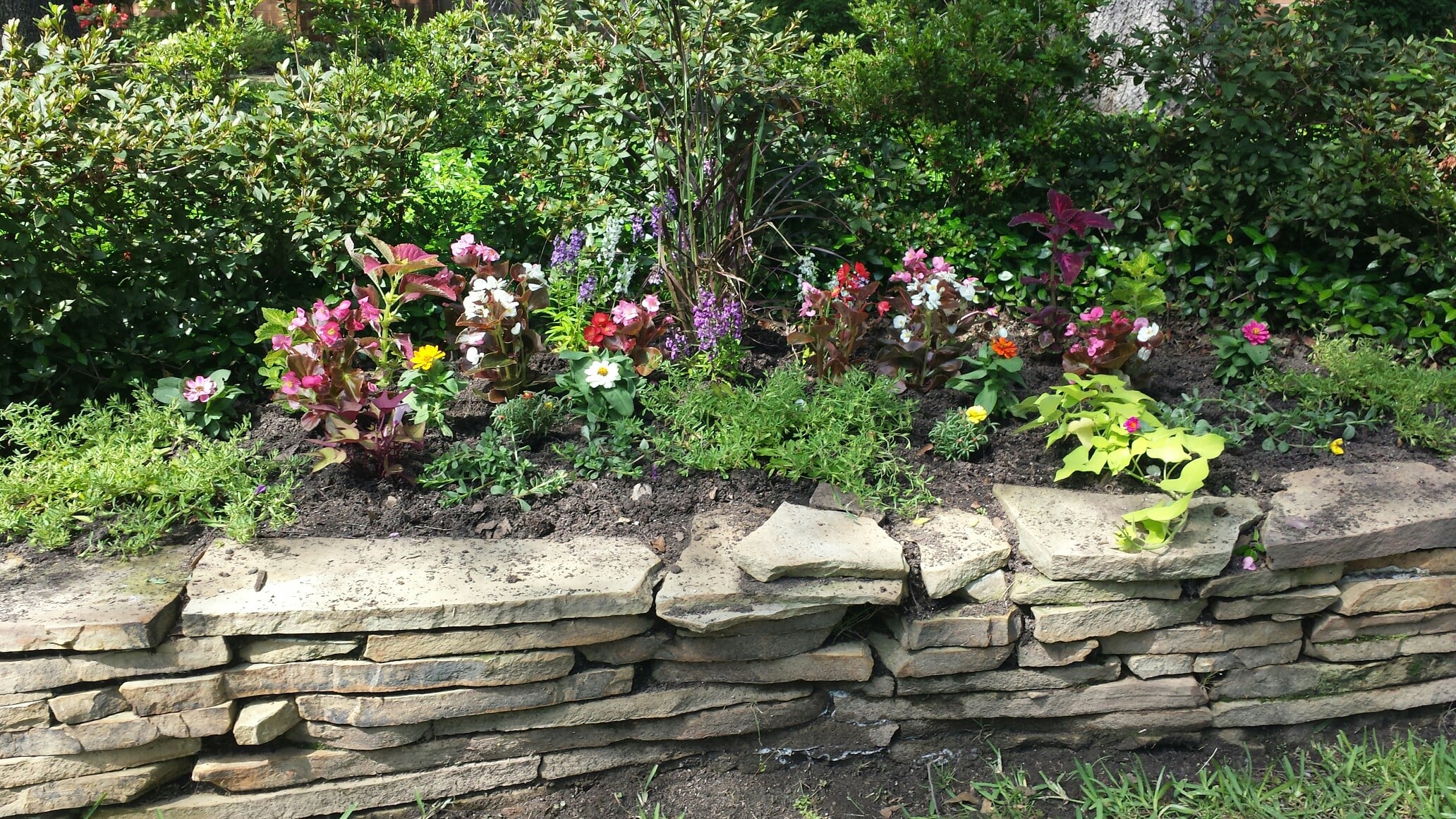 Interesting Selection of Flowers