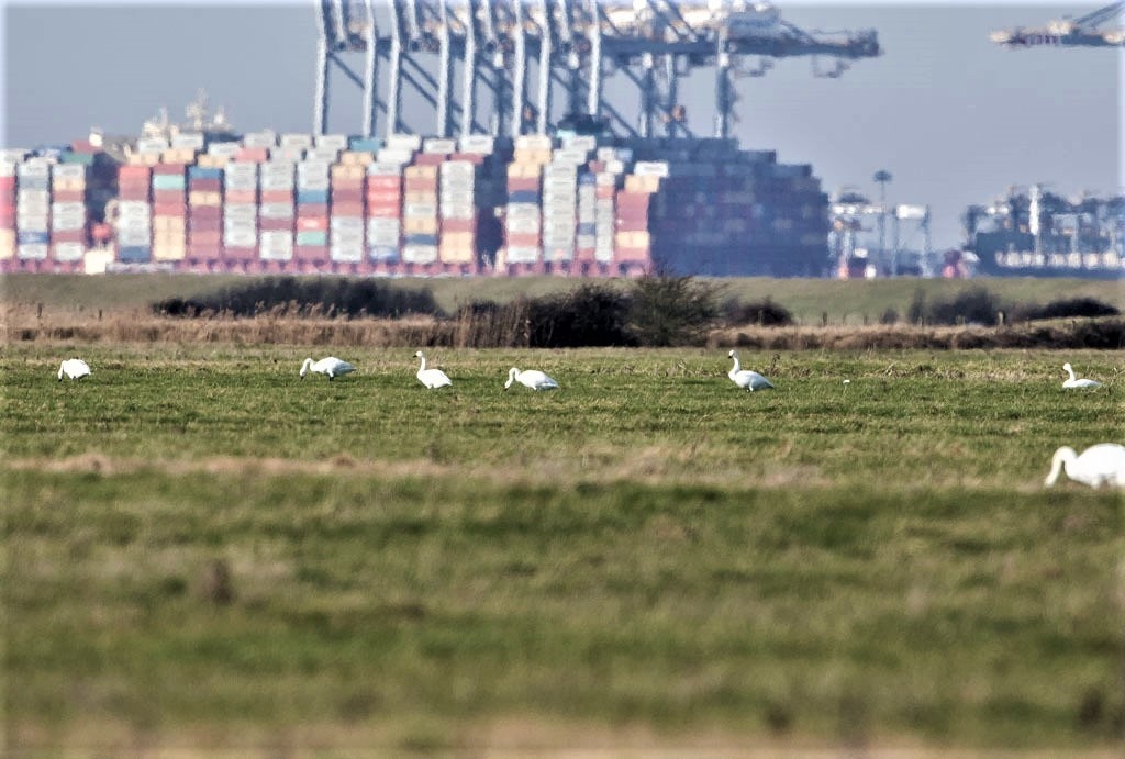 Bewick's Swans Feeding