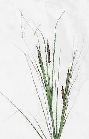 Natural Mini Cattail Stem - Item # DHTC18981
4 mini cattails. 27" tall. Packed 12.