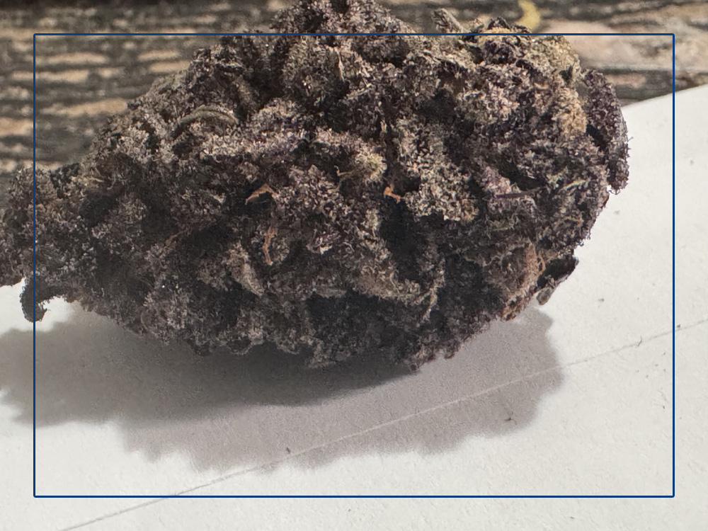 A large purple marijuanna plant