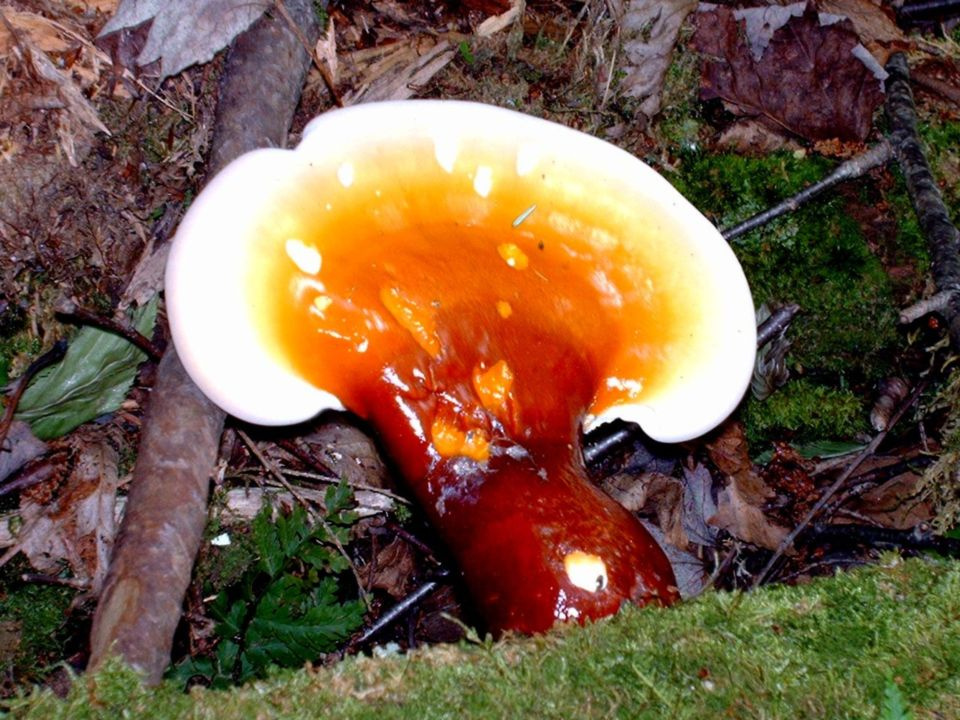 https://0201.nccdn.net/1_2/000/000/16d/a77/Fungi---3--960x720.jpg