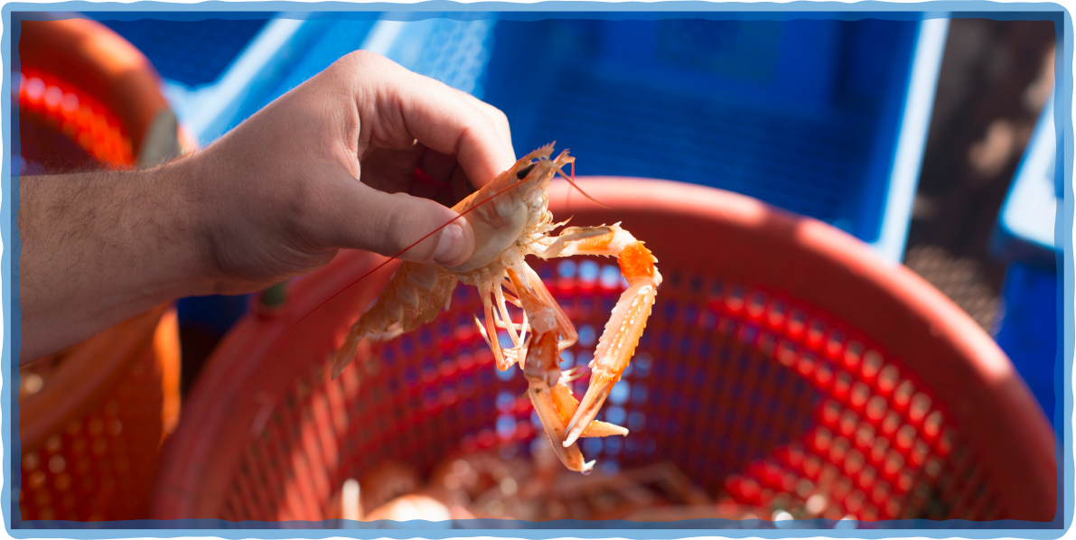 Fresh shrimp in a red basket