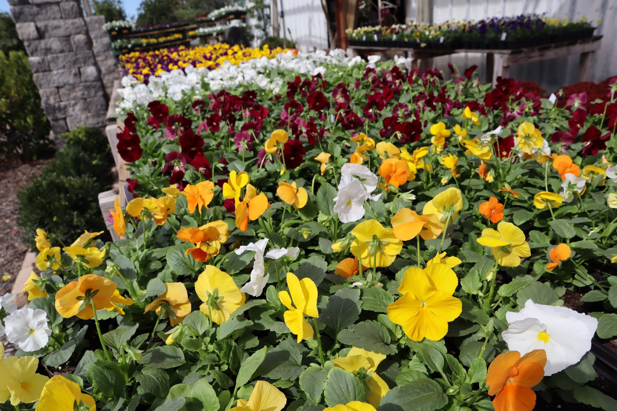 Beautiful suburban home with manicured garden and paved driveway, surrounded by lush greenery and vibrant flowers.