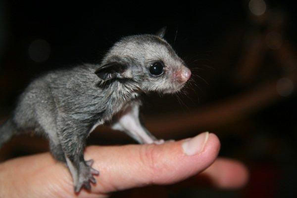 Gorgeous sugar glider baby found and being raised by us.