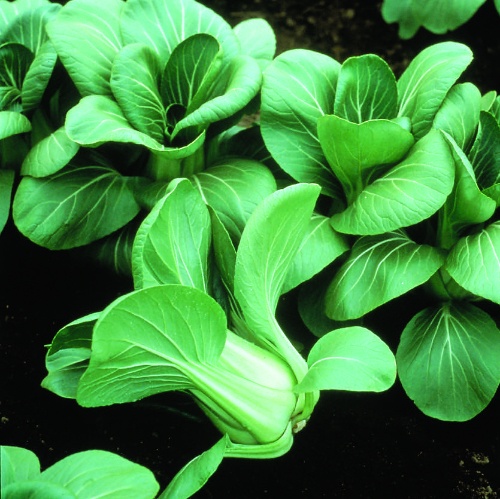 Chinese Cabbage Mei Qing Choi Chinese Cabbage Mei Qing Choi
