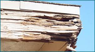 Dry Rot Damage