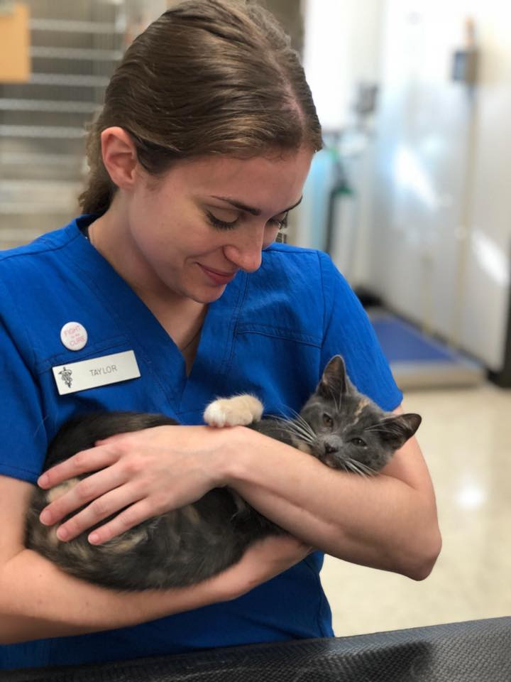 Cat Vet Clinic in Katy, TX