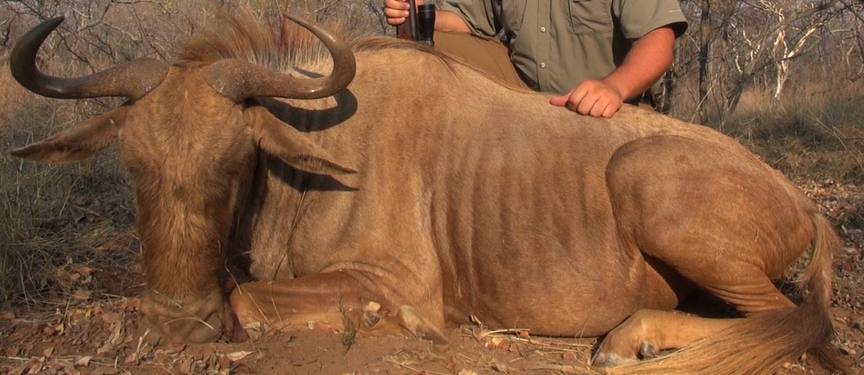 https://0201.nccdn.net/1_2/000/000/16e/813/goldenwildebeest.jpg