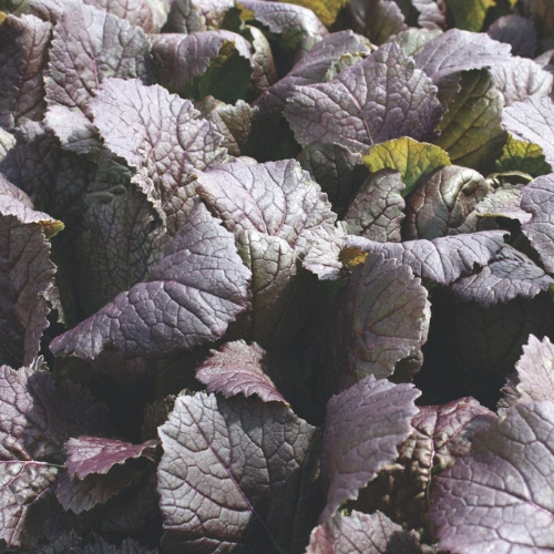 Mustard Deep Purple Mustard Deep Purple