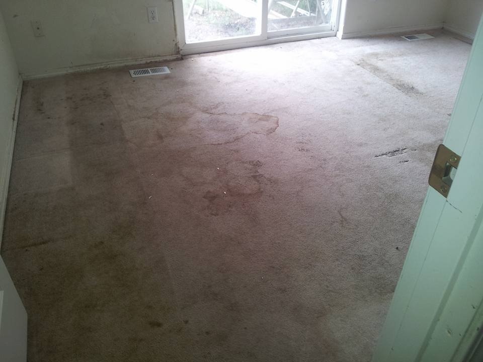 Carpet (Before) 1