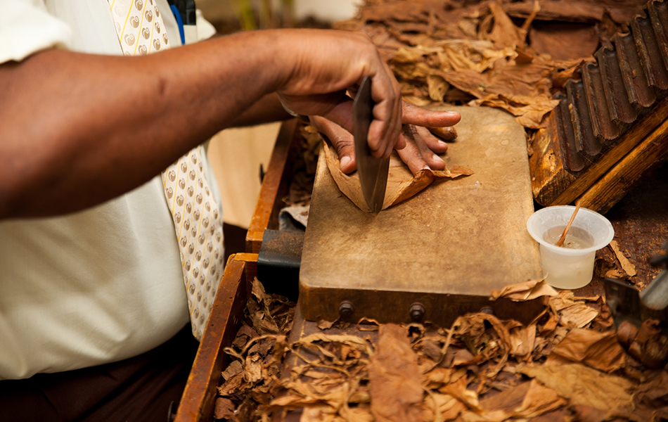 Hand Making Cigars From Tobacco Leaves