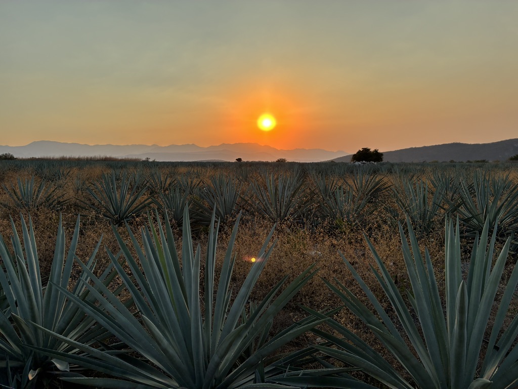Los magueyes al atardecer