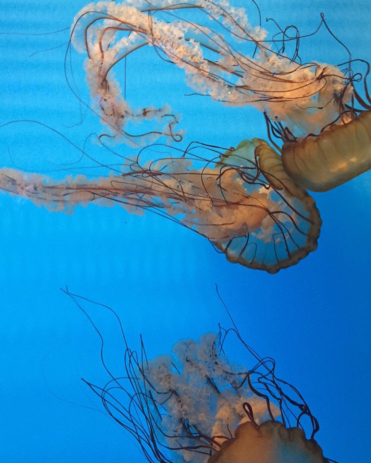 "Jellyfish 5" 2016
Baltimore Aquarium