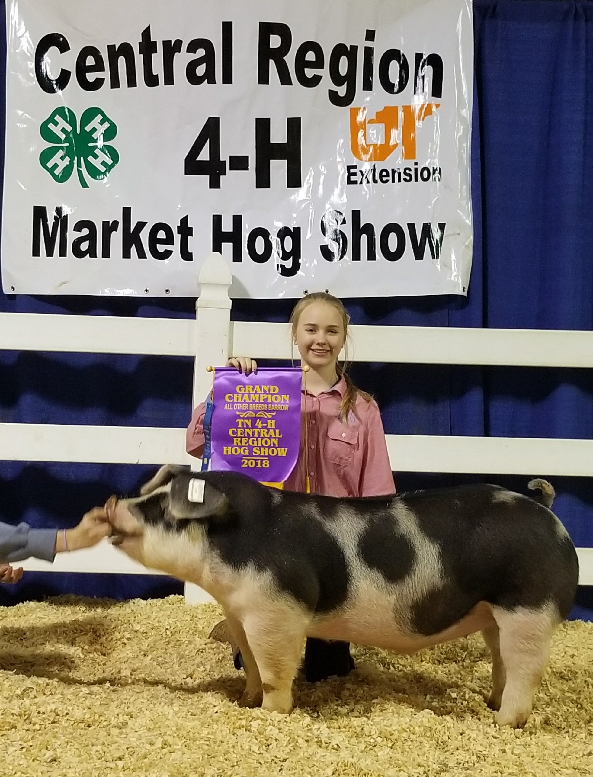 Hannah Sanders
2018 Tennessee Central Region Show
Central Region Champion Spot Barrow
2018 Tennessee State Show   
Reserve Champion AOB Barrow
