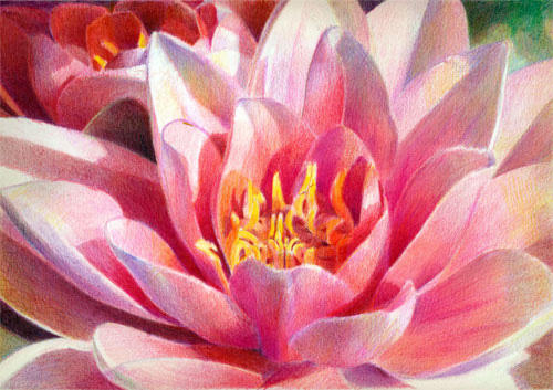 Barts Lily by Katherine Tyrrell (Coloured Pencil 8.3" x 11.7") NFS