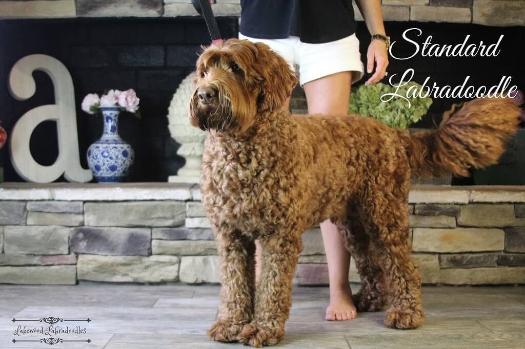 Lakewood Australian - Complete Guide to Labradoodle Sizes
