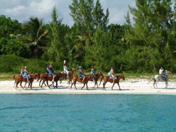 CABALLOS SUMAMENTE AMIGABLES