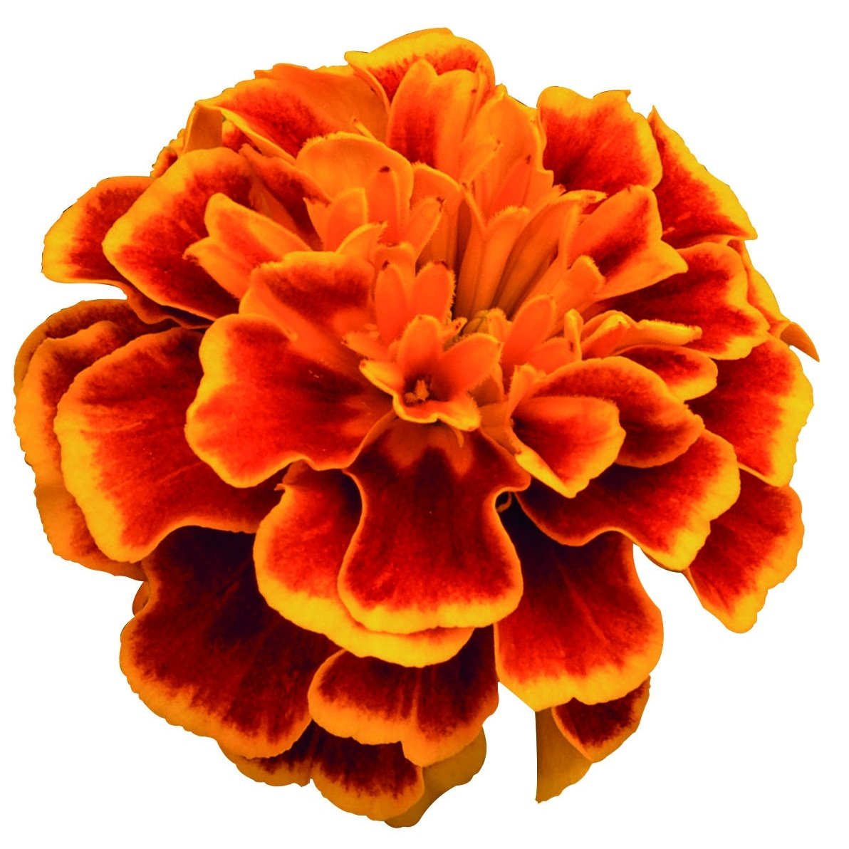 Marigold French, Super Hero™ Orange Flame