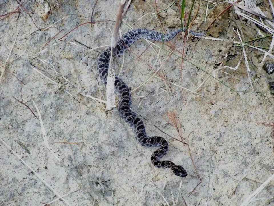 https://0201.nccdn.net/1_2/000/000/170/53e/snake-pigmy-rattler.jpeg
