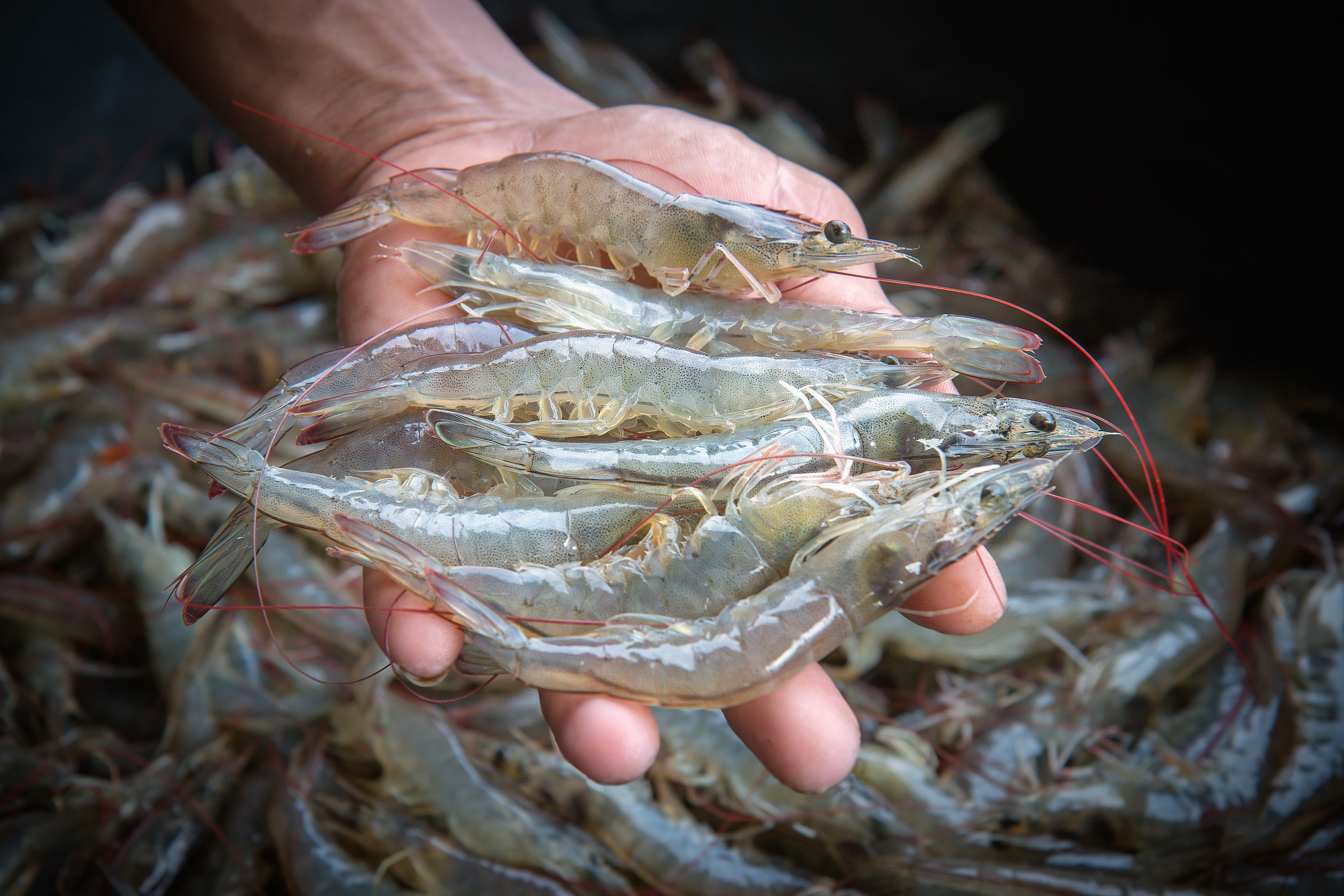 Mano sosteniendo camarones frescos con fondo de más camarones.