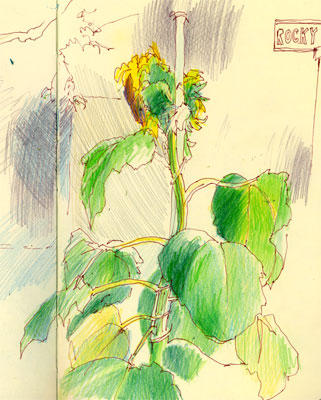 Sailor Stan's Sunflower, Rocky Neck