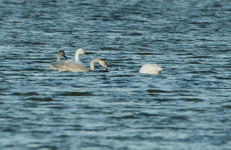 Bewick's Family Group