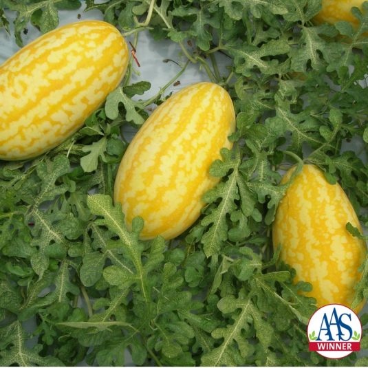 Watermelon Diploid - Crimson Sweet Types - Crimson Sweet Watermelon Diploid - Crimson Sweet Types - Crimson Sweet