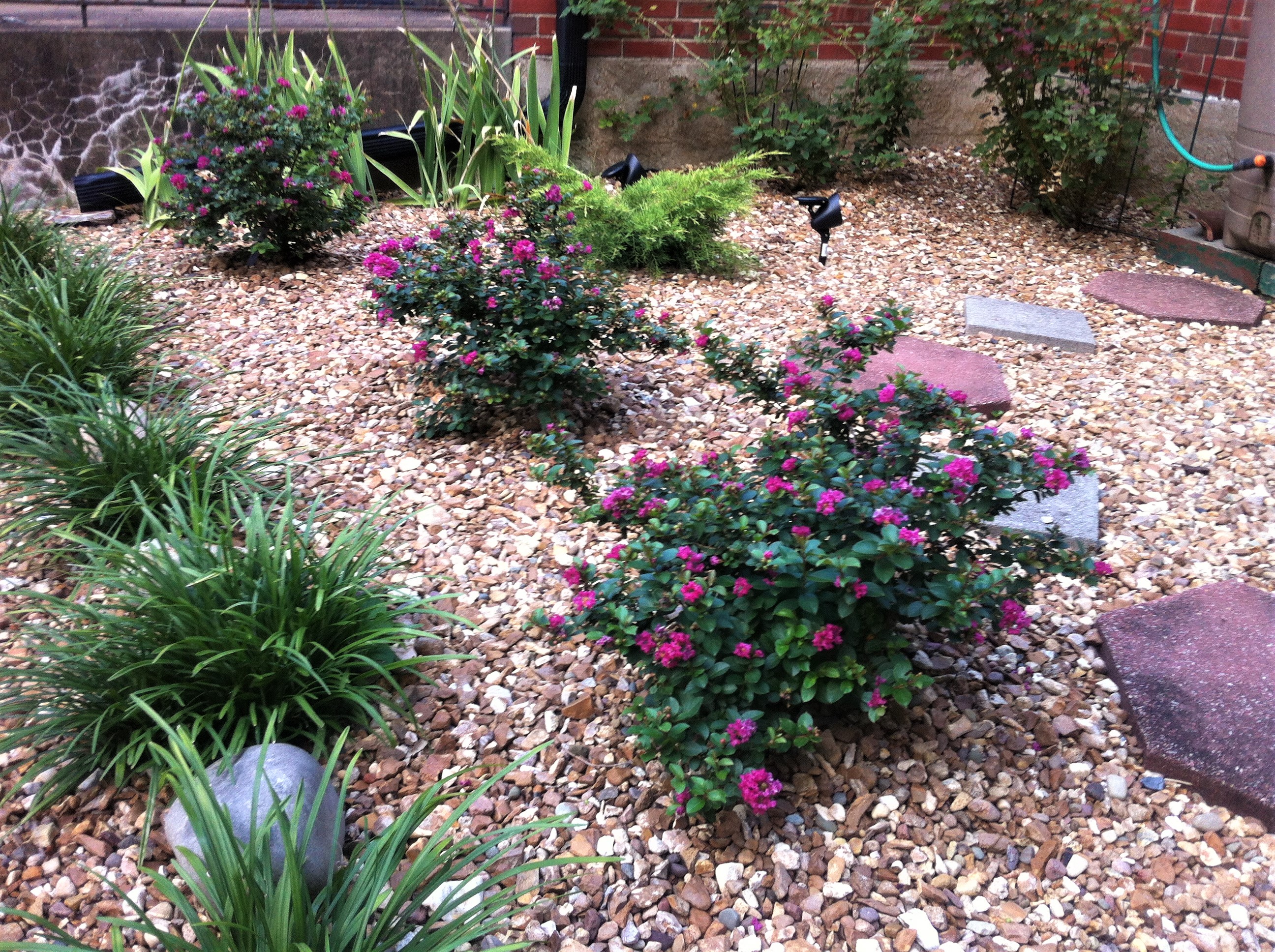 https://0201.nccdn.net/1_2/000/000/171/4fa/pocomoke-crepe-myrtle.jpg