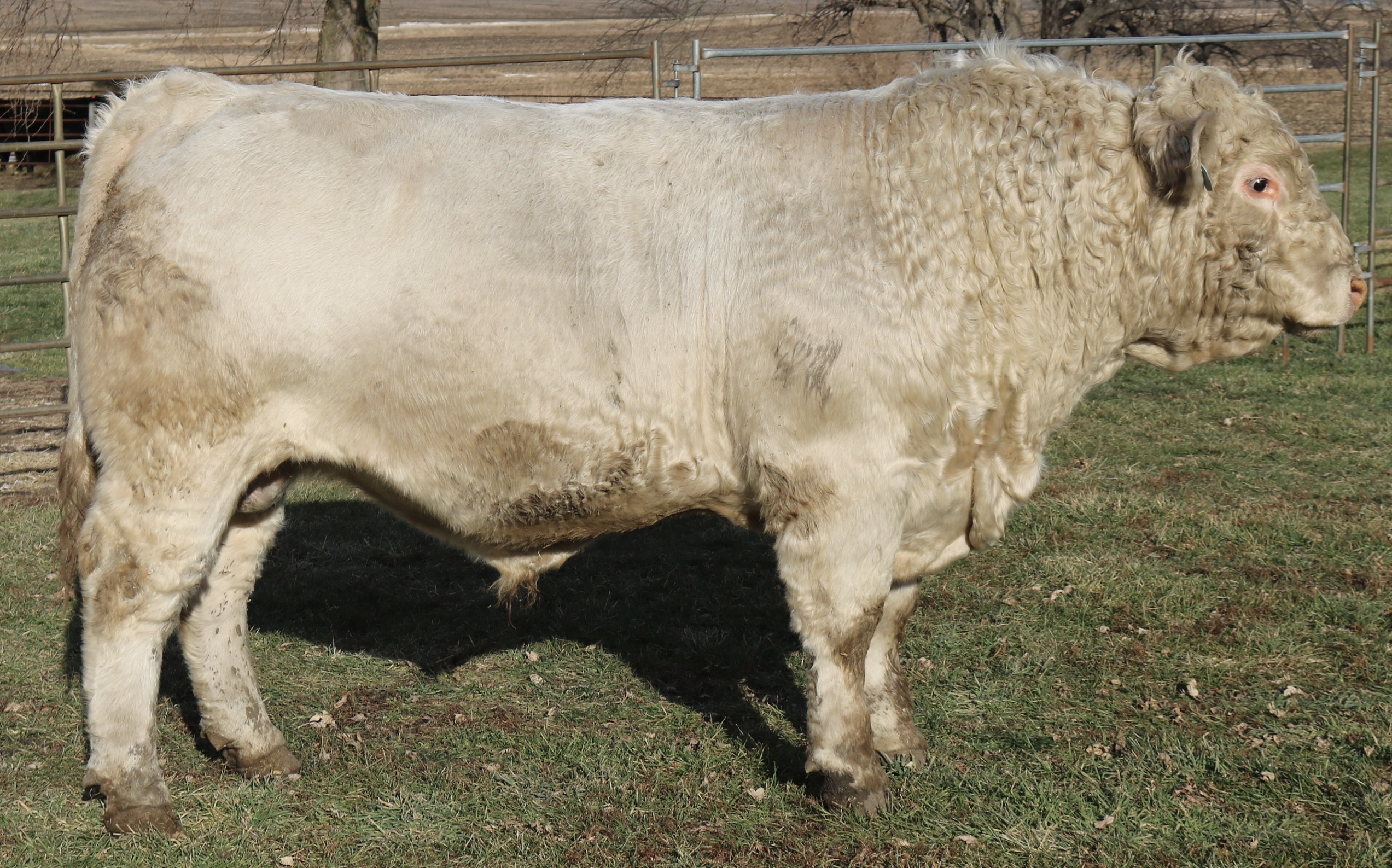 PB Char: WIA Backwater Jack 060 P x WCCC Dominions MS 1029 - DOB: 9/5/24 - BW: 89#