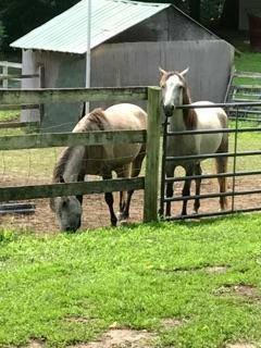 Diego and Fiona: Bother and Sister rescues. They are both in the "Start Program".