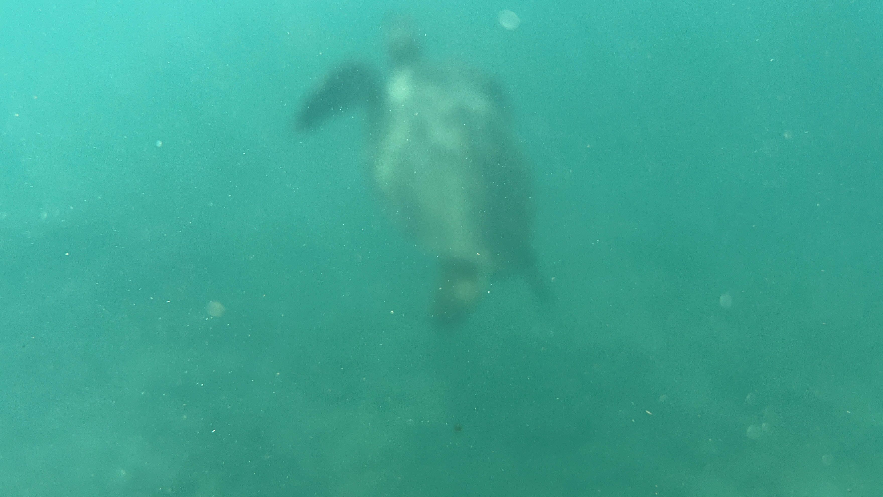 https://0201.nccdn.net/1_2/000/000/171/7bf/hawaii-order-139.jpg