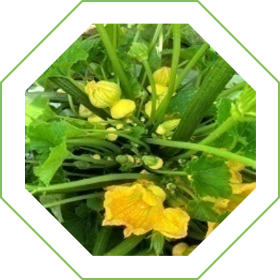 Calabacita Golden Plate