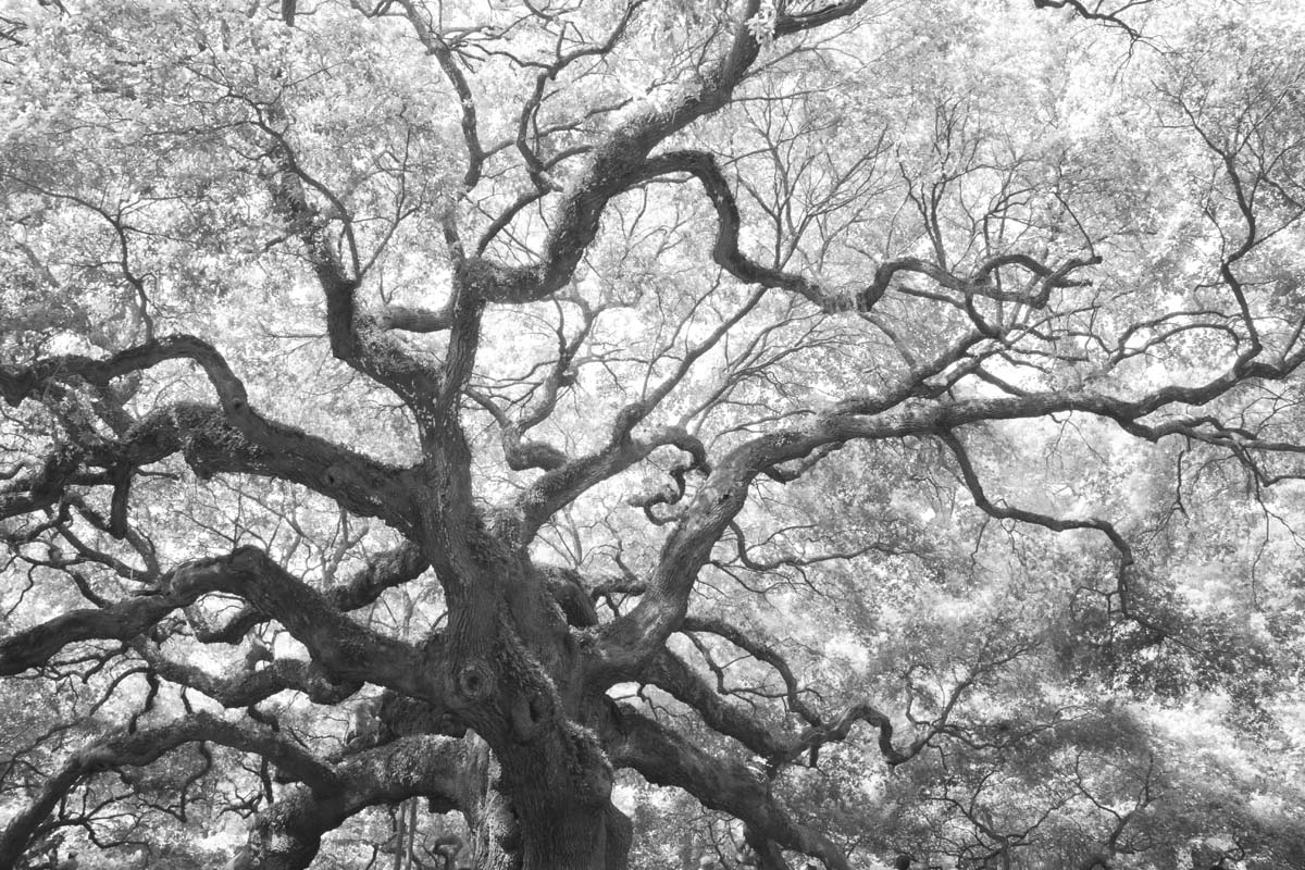 Angel Oak