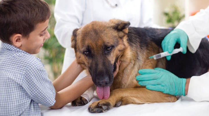 Veterinaria Allende - VACUNAS