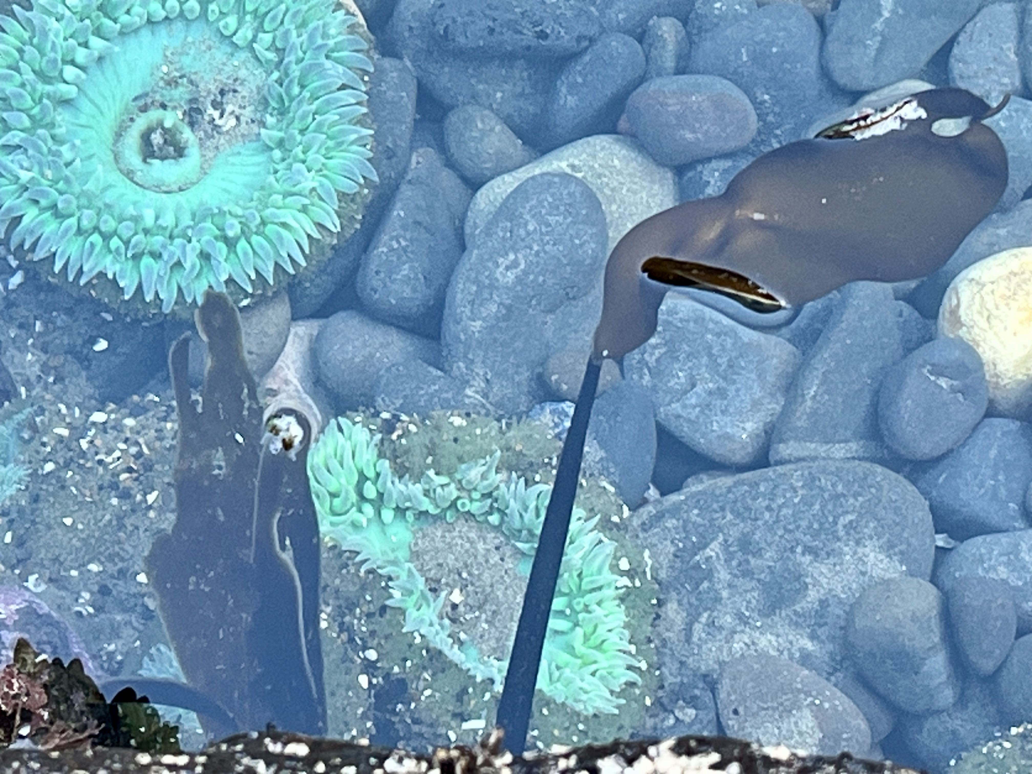 Kombu, Anemones, and Sea Cabbage