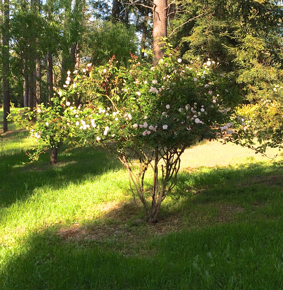 AFTER - Healthy pruned and flowering Rose bush.