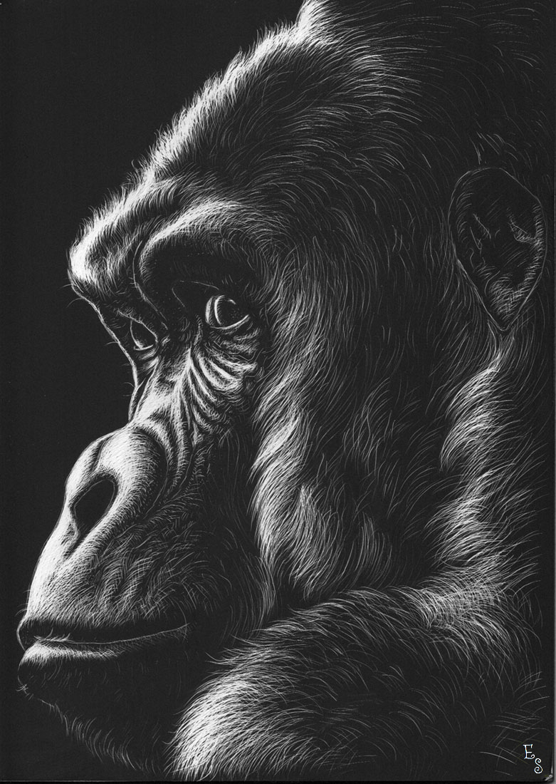 Gorilla, 2020