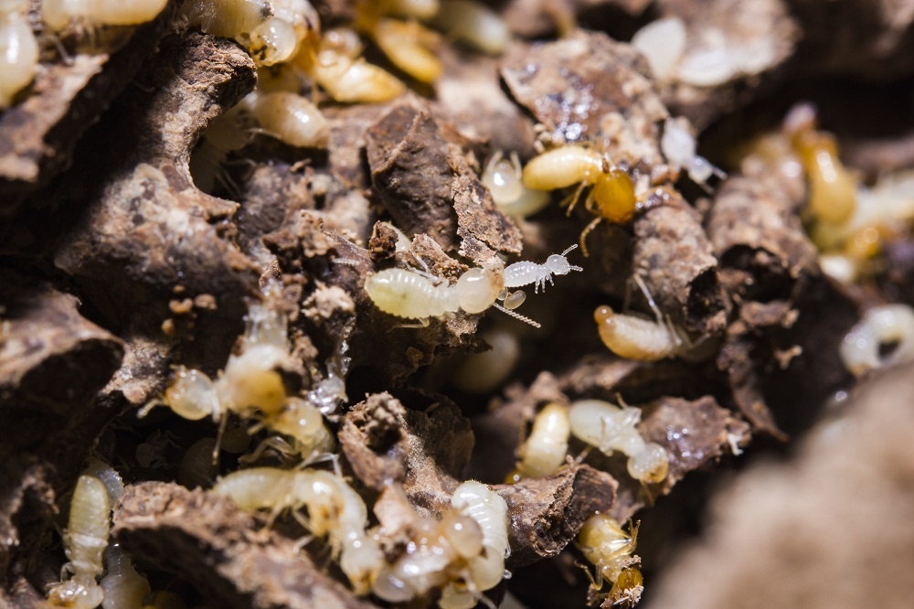 What Do Termites Actually Eat?