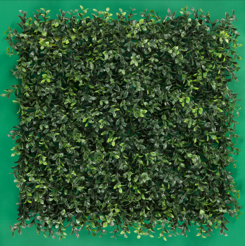 BOXWOOD