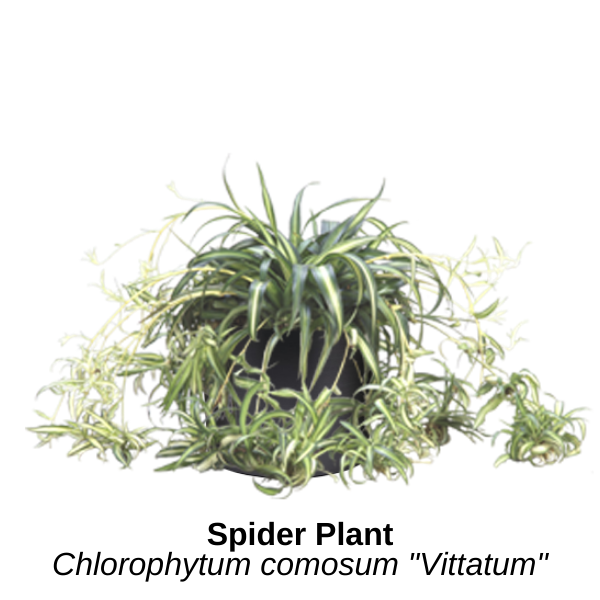 https://0201.nccdn.net/1_2/000/000/173/5d3/spider-plant.png