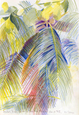 Palm, Colonia Santa Maria (Coloured Pencils)
