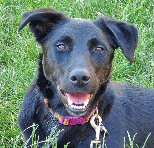 Calgary Agility Association Our Team Mates